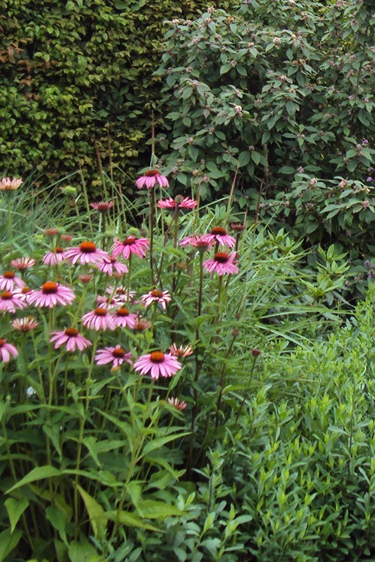 Massifs fleuris